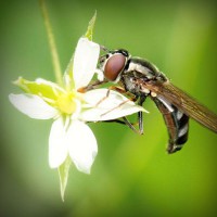 /album/sandomenicosavio/photolia-a02-jpg/