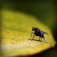 /album/sandomenicosavio/photolia-a07-jpg/