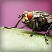 /album/sandomenicosavio/photolia-a08-jpg/